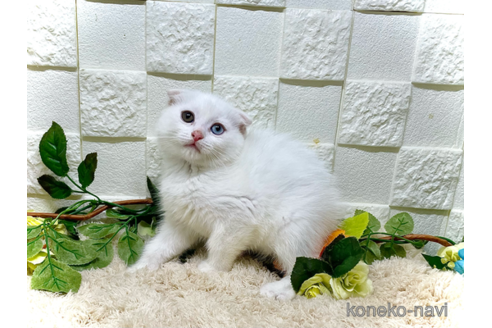 成約済の埼玉県のスコティッシュフォールド(折れ耳)-88213の3枚目