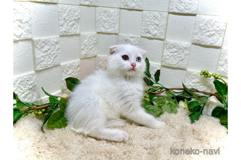 成約済の埼玉県のスコティッシュフォールド(折れ耳)-88213の4枚目
