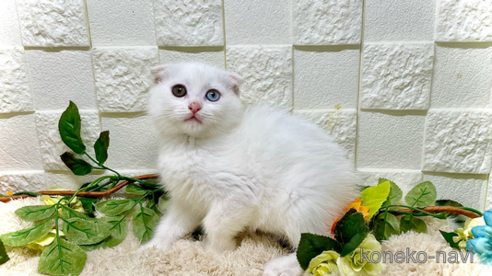 成約済の埼玉県のスコティッシュフォールド(折れ耳)-88213の1枚目