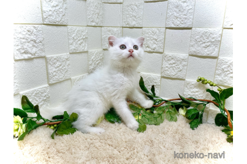 成約済の埼玉県のスコティッシュフォールド-88214の3枚目