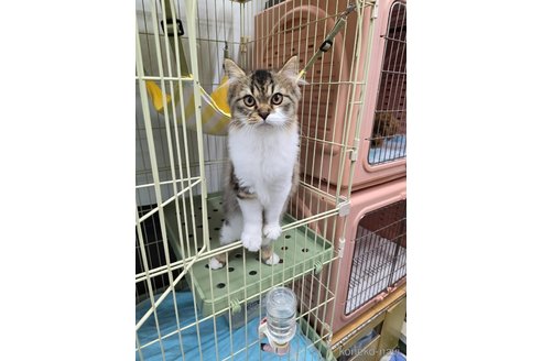 成約済の東京都のスコティッシュフォールド-77409の4枚目