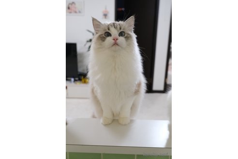 かんかんちゃん1枚目