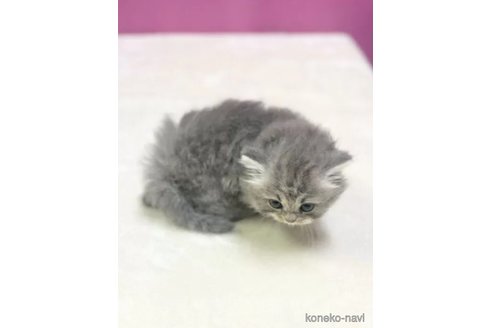 成約済の埼玉県のスコティッシュフォールド-88223の2枚目
