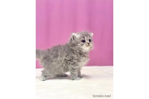成約済の埼玉県のスコティッシュフォールド-88223の3枚目