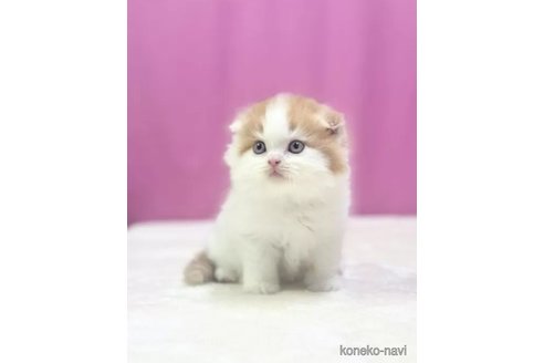 成約済の埼玉県のスコティッシュフォールド(折れ耳)-88226の3枚目
