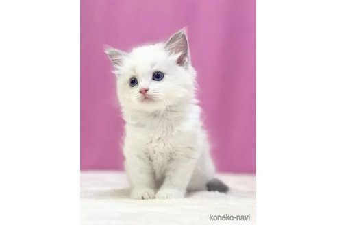 成約済の埼玉県のラグドール-88230の3枚目
