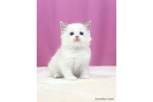成約済の埼玉県のラグドール-88232の2枚目