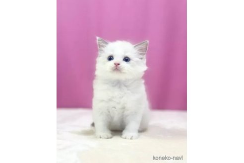 成約済の埼玉県のラグドール-88232の4枚目