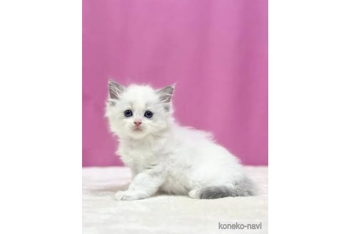 成約済の埼玉県のラグドール-88233の4枚目