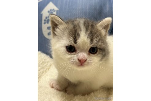成約済の奈良県のスコティッシュフォールド-88244の2枚目
