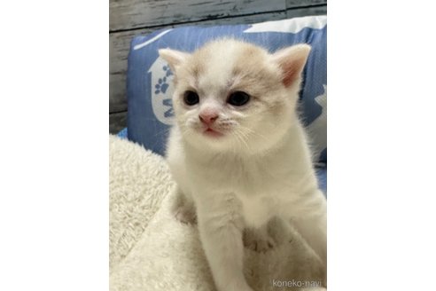 成約済の奈良県のスコティッシュフォールド-88245の2枚目