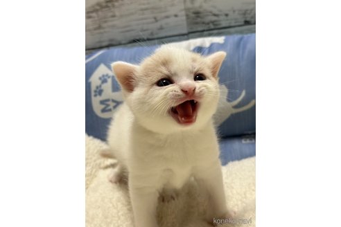 成約済の奈良県のスコティッシュフォールド-88245の3枚目