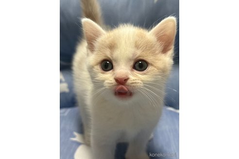 成約済の奈良県のスコティッシュフォールド-88245の4枚目