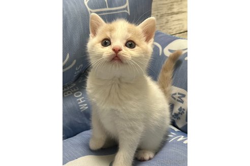 成約済の奈良県のスコティッシュフォールド-88245の5枚目