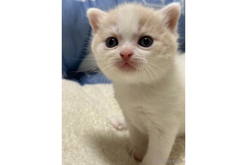 成約済の奈良県のスコティッシュフォールド-88247の3枚目
