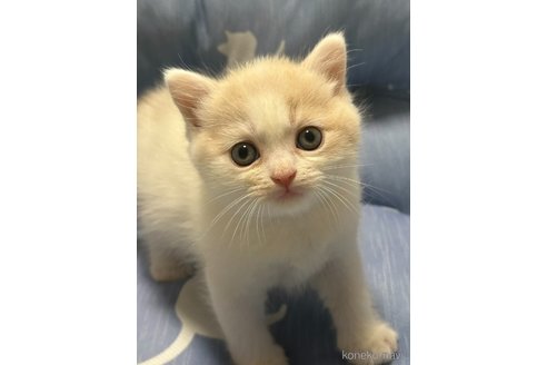 成約済の奈良県のスコティッシュフォールド-88247の4枚目
