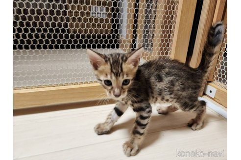 成約済の神奈川県のベンガル-88253の2枚目