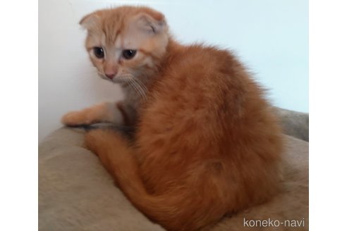 成約済の福岡県のスコティッシュフォールド(折れ耳)-88256の4枚目