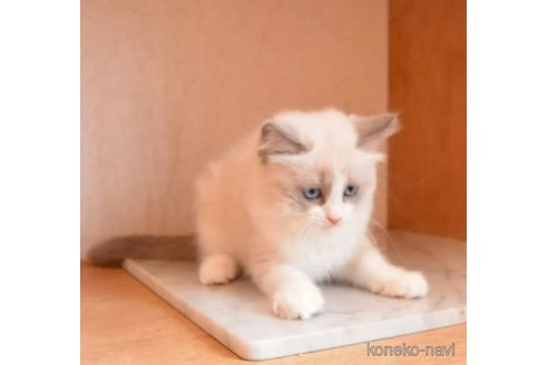 成約済の千葉県のラグドール-88258の5枚目