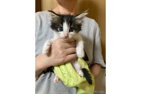 成約済の福岡県のノルウェージャンフォレストキャット-87402の8枚目