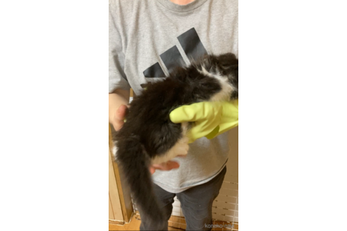 成約済の福岡県のノルウェージャンフォレストキャット-87402の2枚目