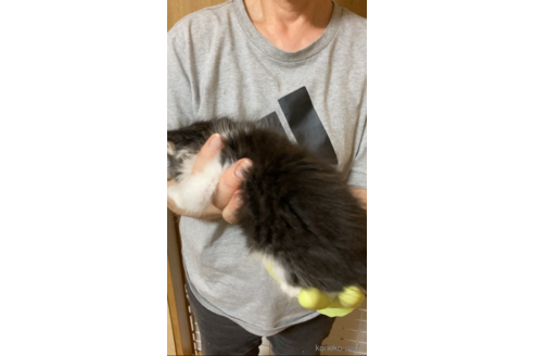 成約済の福岡県のノルウェージャンフォレストキャット-87402の5枚目