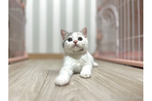 成約済の群馬県のミヌエット-86909の7枚目