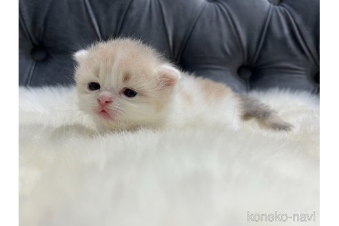 成約済の鹿児島県のミヌエット-88287の5枚目