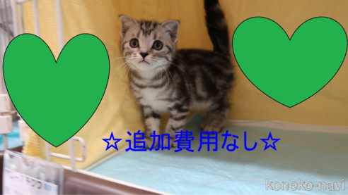 成約済の東京都のマンチカン-88289の1枚目