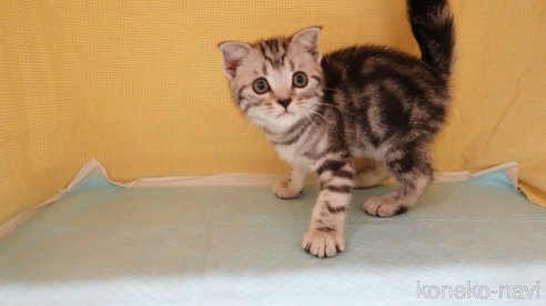 成約済の東京都のマンチカン-88289の3枚目