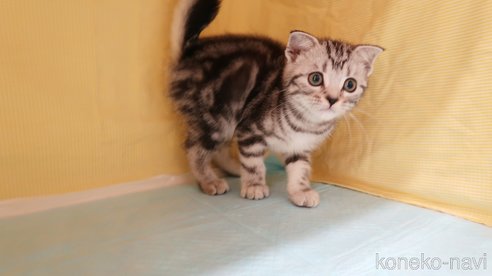 成約済の東京都のマンチカン-88289の2枚目