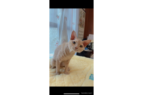 柚子君くん1枚目