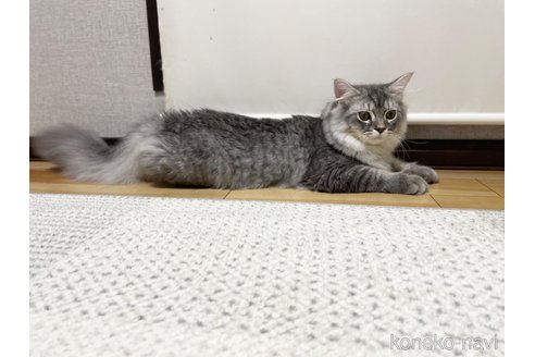成約済の愛知県のミヌエット-76365の2枚目