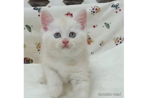 成約済の大阪府のマンチカン-88317の1枚目