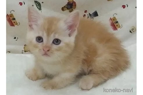 成約済の大阪府のマンチカン(短足)-88318