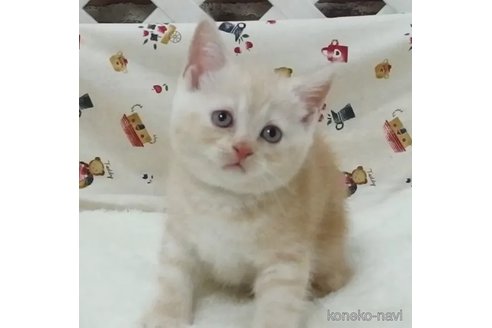 成約済の大阪府のマンチカン-88321の2枚目