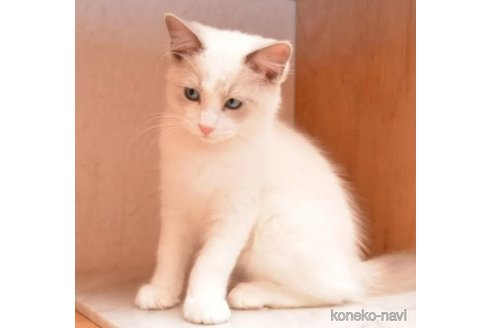 成約済の千葉県のラグドール-88337の5枚目