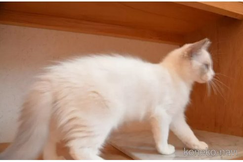 成約済の千葉県のラグドール-88338の2枚目