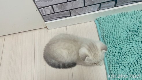 成約済の福岡県のマンチカン-88348の5枚目
