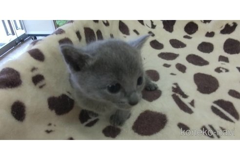 成約済の愛知県のロシアンブルー-87722の1枚目