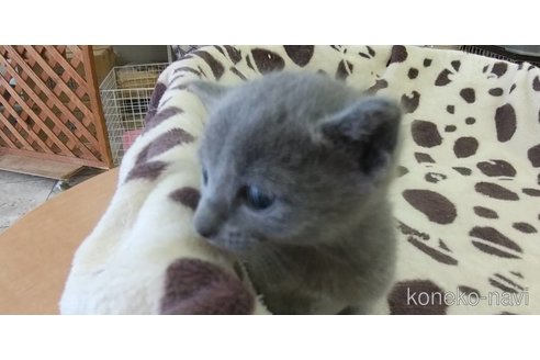 成約済の愛知県のロシアンブルー-87722の2枚目