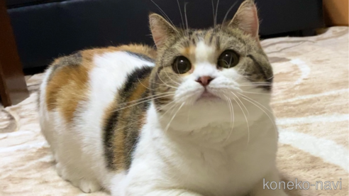 アンちゃん1枚目