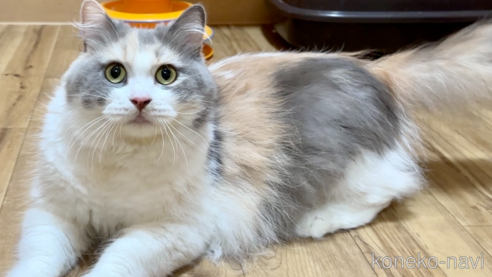 ヒナちゃん1枚目
