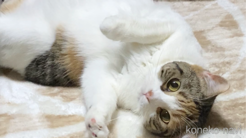 くるみちゃん1枚目