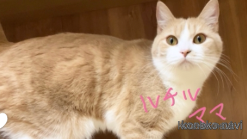 ルチルちゃん1枚目