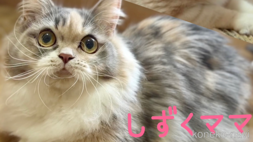 しずくちゃん1枚目