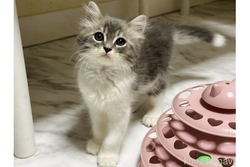成約済の東京都のラガマフィン-85408の4枚目