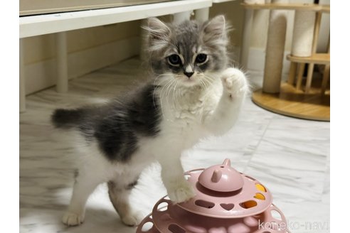 成約済の東京都のラガマフィン-85408の3枚目