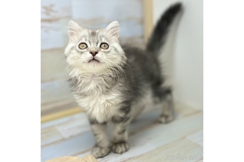 成約済の神奈川県のスコティッシュフォールド-85309の1枚目