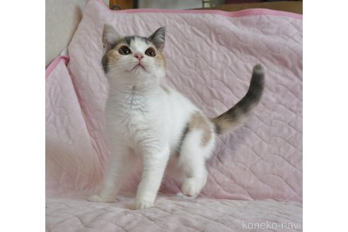 成約済の静岡県のブリティッシュショートヘア-77117の1枚目